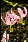 Erythronium revolutum