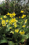 Erythronium Pagoda