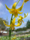 Erythronium tuolomnense
