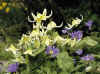 Erythronium White Beauty