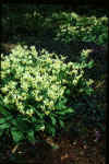 Erythronium White Beauty