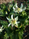 ERYTHRONIUM WHITE BEAUTY
