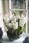Hyacinth L'Innocence