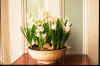 Hyacinth multiflora-white