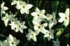 Ipheion Alberto Castillo