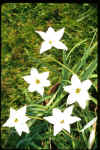 Ipheion uniflorum album