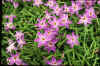 Ipheion Froyle Mill