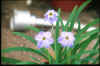 Ipheion Rolf Fiedler