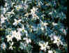 Ipheion uniflorum