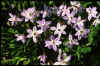 Ipheion Wisley Blue