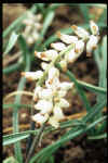 Muscari amrosaicum