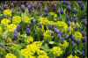 Muscari latifolium