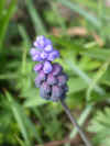 Muscari latifolium1