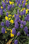 Muscari armeniacum Blue Spike