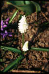 Muscari azureum album