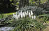 Muscari botyoides album