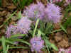 Muscari comosum plumosum
