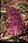 Muscari comosum 'Plumosum'