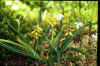 Muscari macrocarpum