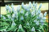 Muscari Valerie Finnis