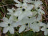 Ornithogalum arabicum