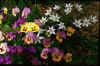 Ornithogalum umbellatum