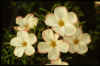 Oxalis versicolor