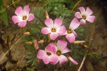 Oxalis adenophylla