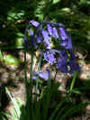 scillabluebell.jpg (70847 bytes)