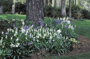 Scilla campanulata