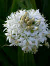 scilla peruviana alba.
