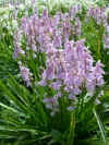 Scilla campanulata Rosabella