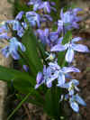 scillaspringbeautyq.jpg (68265 bytes)