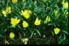 Sternbergia Lutea Angustifolia