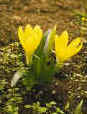 Sternbergia Lutea
