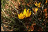 STERNBERGIA SICULA