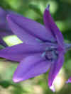 Triteleia Corrina