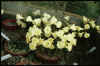 bulbocodium albidus foliosus 
