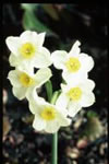 Narcissus Albany