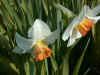 Narcissus Bilbo
