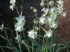 Narcissus dubius