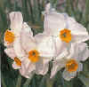 Narcissus Geranium