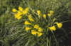 nargoldenbell.jpg (18124 bytes)