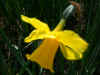 Narcissus Golden Sceptre