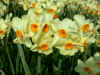 Narcissus Halvose