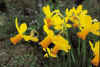 Narcissus Itzim