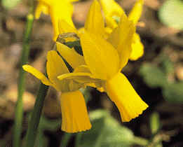 Narcissus Jumblie