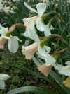 Narcissus Lilac Charm