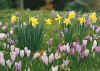 Narcissus Lobularis and Crocus tommasinianus