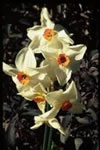 Narcissus Pride of Cornwall